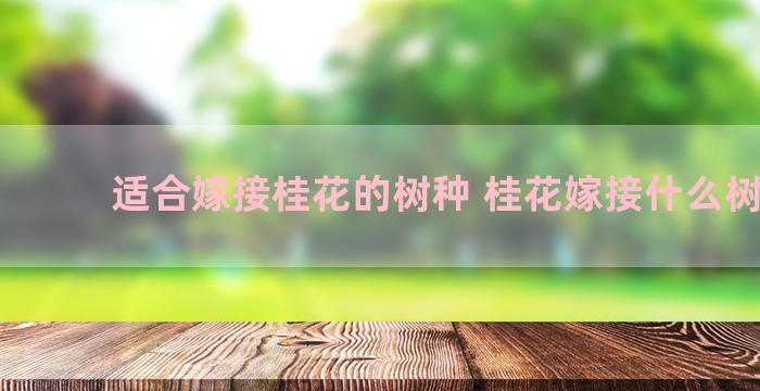 适合嫁接桂花的树种 桂花嫁接什么树最好